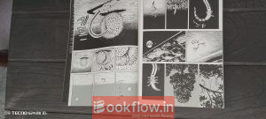 A alien creature invaded earth and triryes to kill