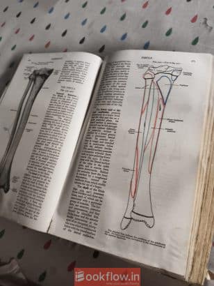 Gray’s Anatomy