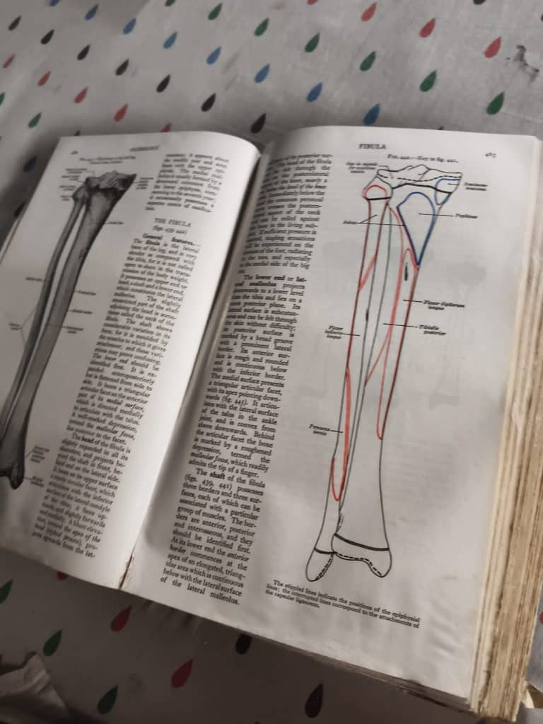 Gray’s Anatomy photo 3